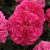 Roz - Trandafir englezesti - Ausmary
